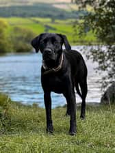 Walkieswithbella