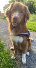 alfa.theducktoller