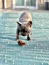 spyderthefrenchie0728