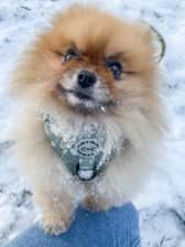 dinky_pom