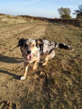 aussiexgolden