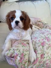 Cavalier_LadyRoseMacClare