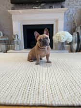 Tjthefrenchie