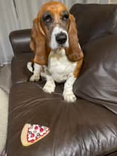 lucky_bassethound