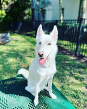 ghostthehuskyboy