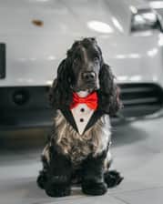 the_adventure_cocker