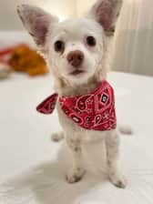 remymartinpuppy