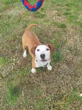 Billy.the_dog11