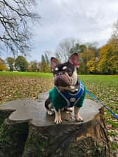 hank_sandy_paws