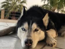 darko_the_husky