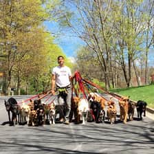 saratogadogwalkers