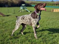 polly_the_gsp