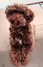 maltipoo_chippi