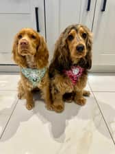 bella_and_maple_theshowcockers