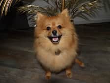 pawsfromteddy