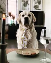 Frenkie_golden_retriever