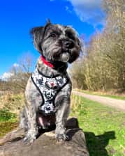 albie_the_scruffy_pup