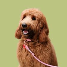 evie.the.doodle.london