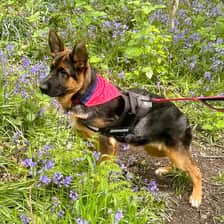 Ayda_gsd_life