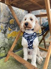 Teddy_cockapoo23