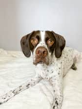 phoebe_the_sprointer