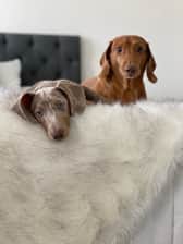 parkerandarchiedachshunds