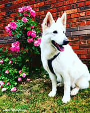 Akira.whiteBeauty