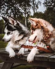 Puck.lindy_pomskies