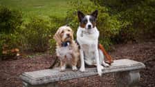 Thor.and.Wheatley.onthetrail