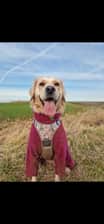 bella_the_retriever21