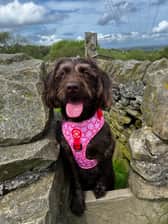 betsy_minilabradoodle