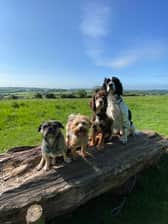 thespanielteam_pugfaceandbean