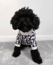 cavapoochon.bella