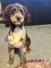 Dearpruedog