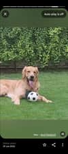 Arcche_thegoldenboy