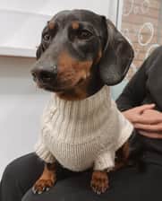 Loki.dach
