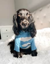 Itsthatpupmoosey