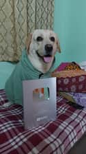 anju_labrador