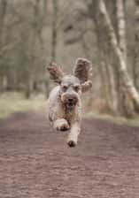 thatdogdougal