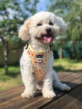 alba_adventure_pup