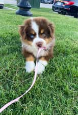 sassythetoyaussie