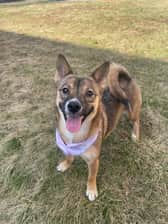 kimithechowjindo