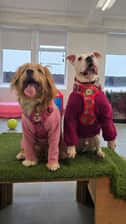 muttsofmcr