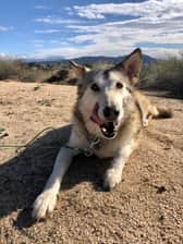 Wolfdog_maia