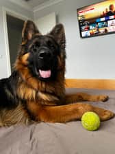 chewbacca_thecutie