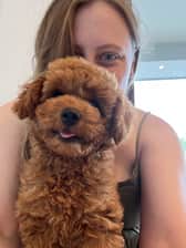 ketchup.cavoodle