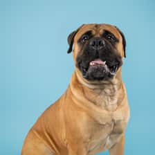 bullmastiff.bruno