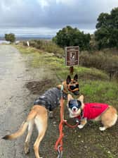 Corgkey