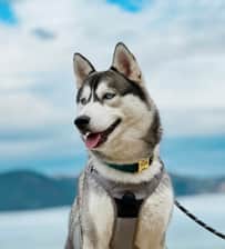 nalathehuskygirl