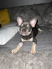 Brucee_thefrenchie